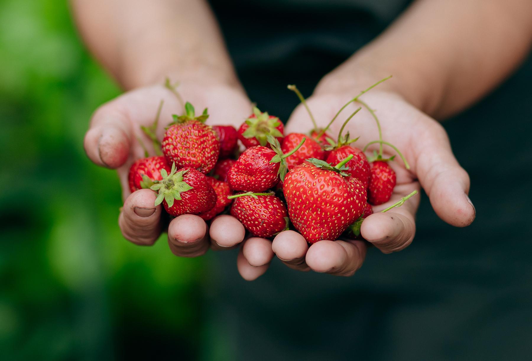 Au Flan Breton gebruikt aardbeien geteeld door lokale boeren